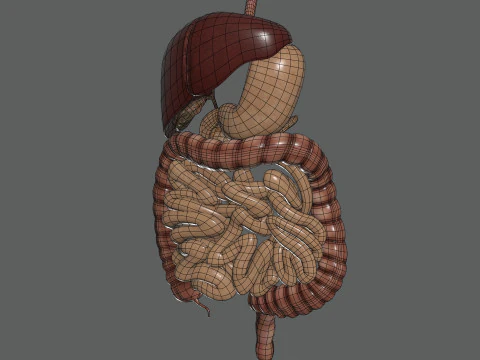 Human Female Digestive Anatomy 3D Model