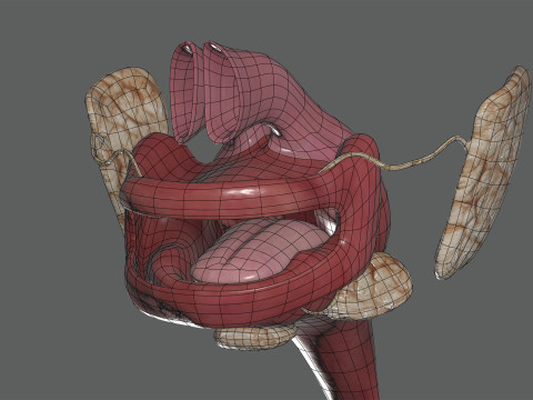 Human Female Digestive Anatomy Modelo 3D