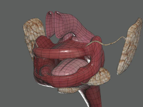 Human Female Digestive Anatomy 3D Model