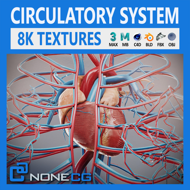 Human Female Circulatory Anatomy 3D Model .c4d .max .obj .3ds .fbx .stl .blend