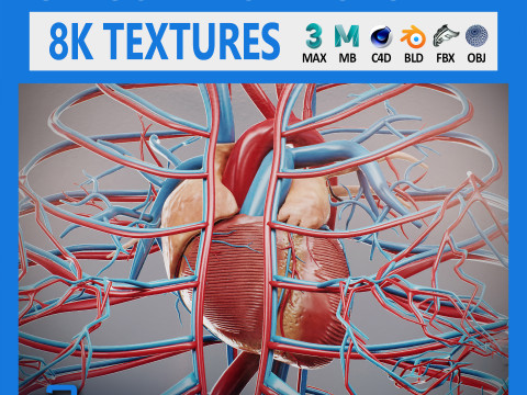 Human Female Circulatory Anatomy 3D 模型