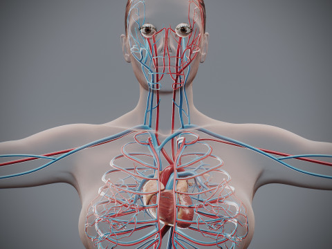 Human Female Circulatory Anatomy 3D Model