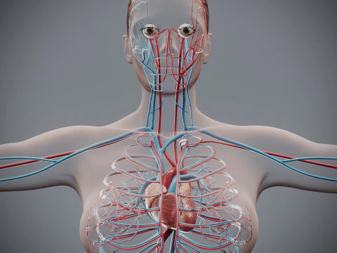 Human Female Circulatory Anatomy 3D Model