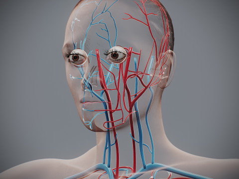 Human Female Circulatory Anatomy 3D Model