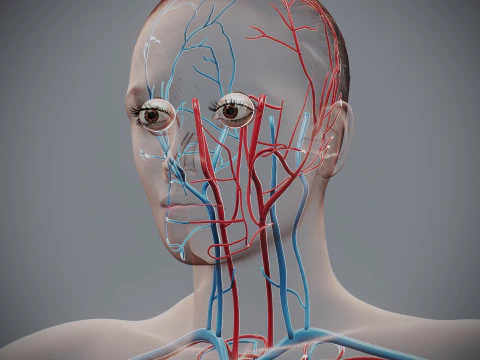 Human Female Circulatory Anatomy 3D Model