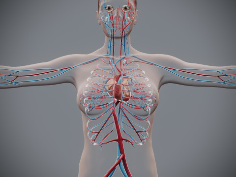 Human Female Circulatory Anatomy 3D Model