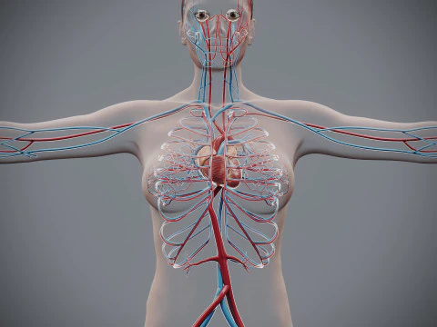 Human Female Circulatory Anatomy 3D Model