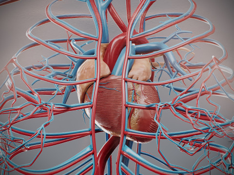 Human Female Circulatory Anatomy 3D Model
