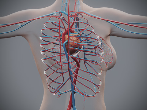 Human Female Circulatory Anatomy 3D Model