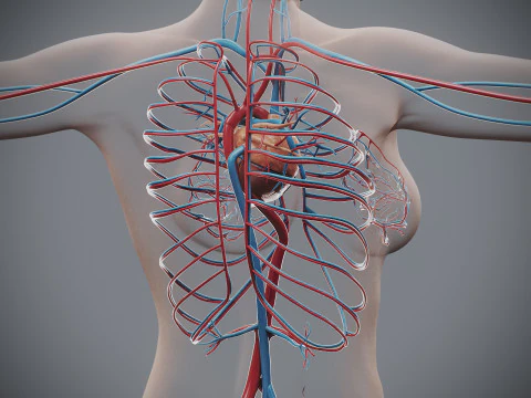 Human Female Circulatory Anatomy 3D Model