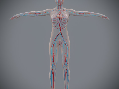Human Female Circulatory Anatomy 3D Model