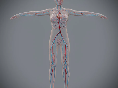 Human Female Circulatory Anatomy 3D Model
