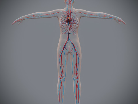 Human Female Circulatory Anatomy 3D Model