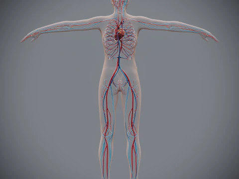 Human Female Circulatory Anatomy 3D Model