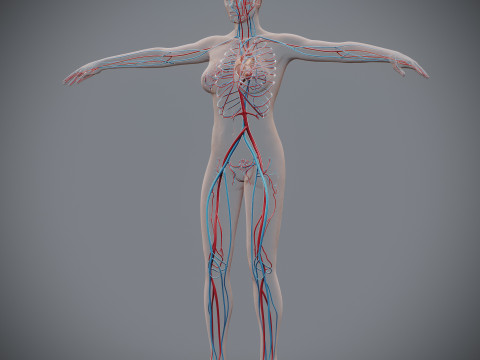 Human Female Circulatory Anatomy 3D Model