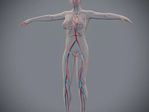 Human Female Circulatory Anatomy 3D Model