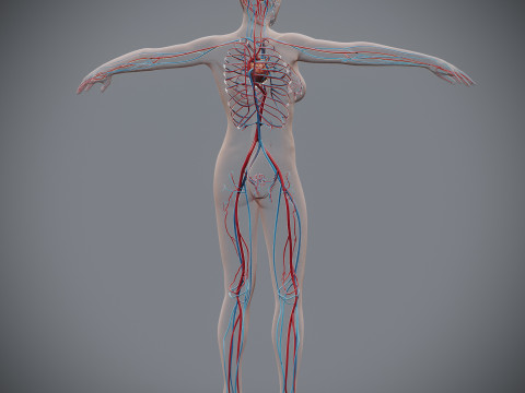 Human Female Circulatory Anatomy 3D Model