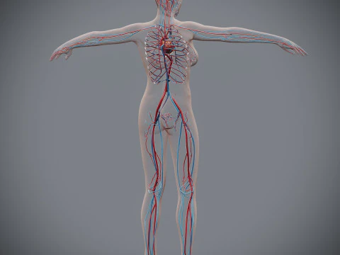 Human Female Circulatory Anatomy 3D Model