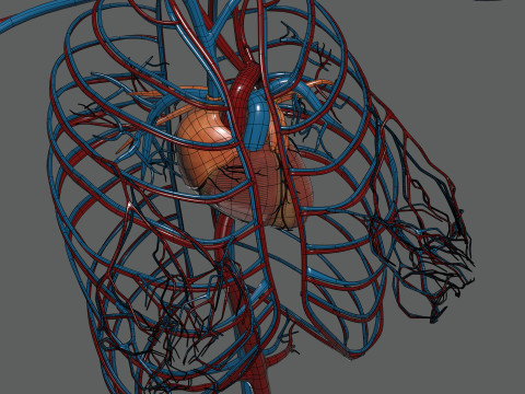 Human Female Circulatory Anatomy 3D Model