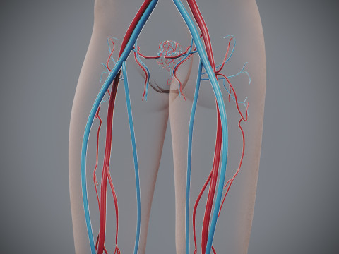 Human Female Circulatory Anatomy 3D Model