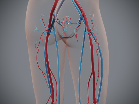 Human Female Circulatory Anatomy 3D Model