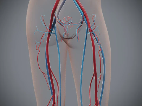 Human Female Circulatory Anatomy 3D Model