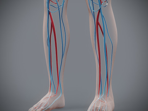 Human Female Circulatory Anatomy 3D Model