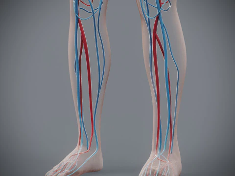 Human Female Circulatory Anatomy 3D Model