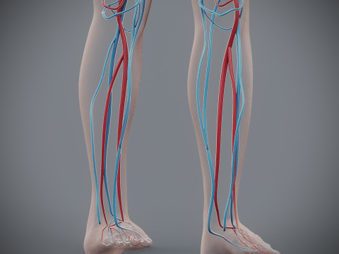 Human Female Circulatory Anatomy 3D Model