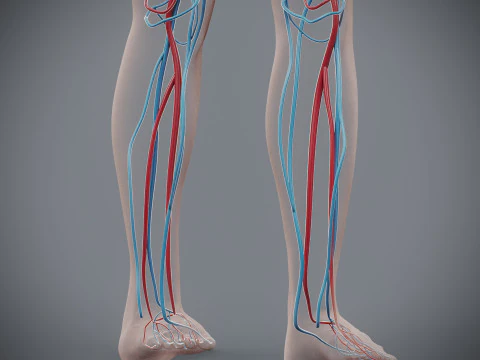 Human Female Circulatory Anatomy 3D Model