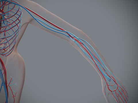 Human Female Circulatory Anatomy 3D Model