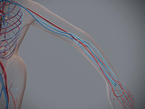 Human Female Circulatory Anatomy 3D Model