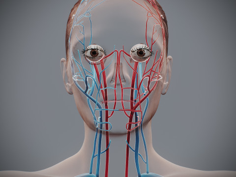 Human Female Circulatory Anatomy 3D Model