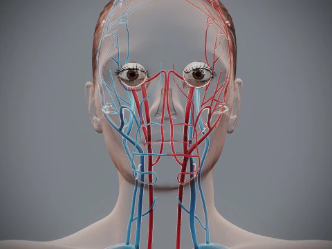 Human Female Circulatory Anatomy 3D Model