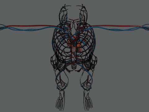 Human Female Circulatory Anatomy 3D Model