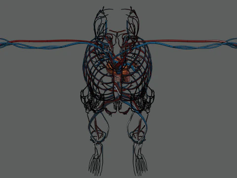 Human Female Circulatory Anatomy 3D Model