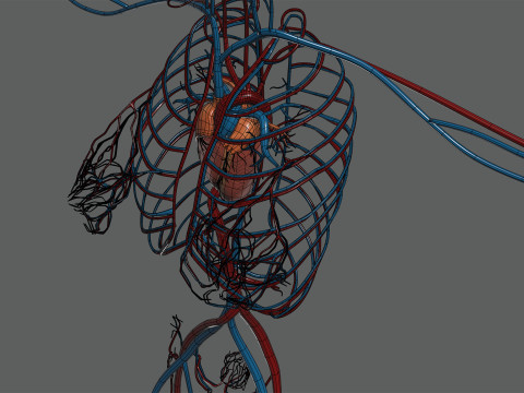 Human Female Circulatory Anatomy 3D Model