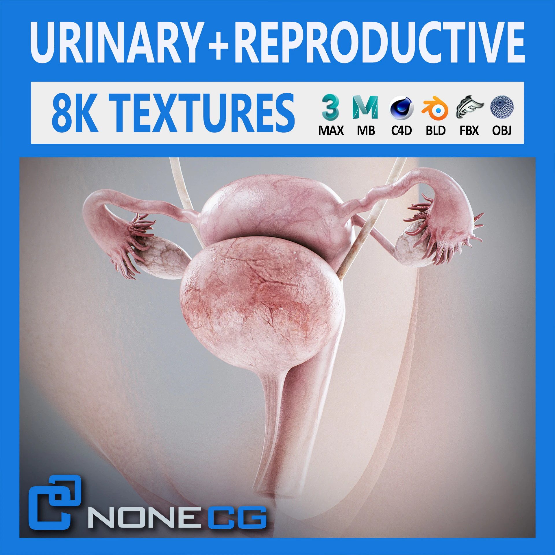 Anatomia Urinária e Reprodutiva Feminina Humana Modelo 3D .c4d .max .obj .3ds .fbx .stl .blend