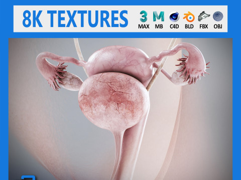 Human Female Urinary and Reproductive Anatomy Modelo 3D