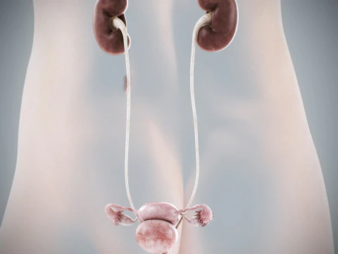 Anatomia Urin&aacute;ria e Reprodutiva Feminina Humana Modelo 3D