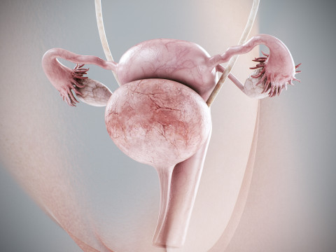 Human Female Urinary and Reproductive Anatomy 3D-Modell