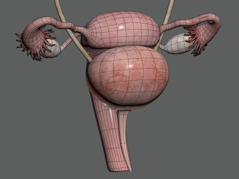 Anatomia Urin&aacute;ria e Reprodutiva Feminina Humana Modelo 3D
