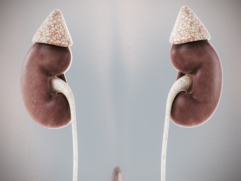 Human Female Urinary and Reproductive Anatomy 3D-Modell