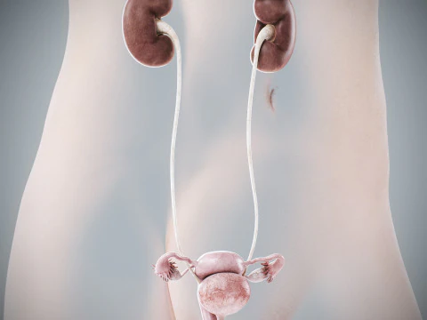 Anatomia Urin&aacute;ria e Reprodutiva Feminina Humana Modelo 3D