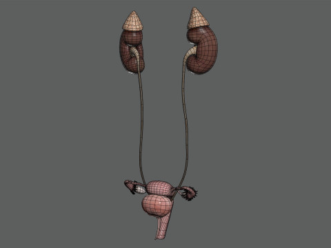 Human Female Urinary and Reproductive Anatomy 3D-Modell