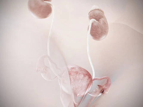 Anatomia Urin&aacute;ria e Reprodutiva Feminina Humana Modelo 3D