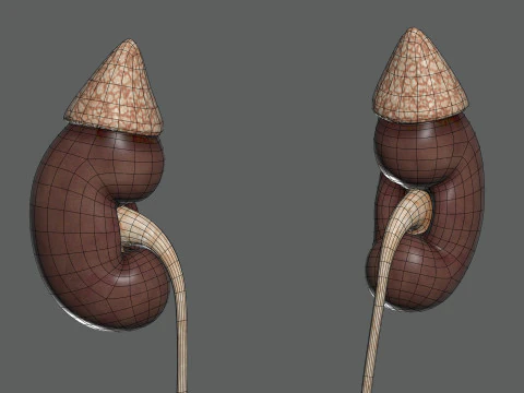 Anatomia Urin&aacute;ria e Reprodutiva Feminina Humana Modelo 3D