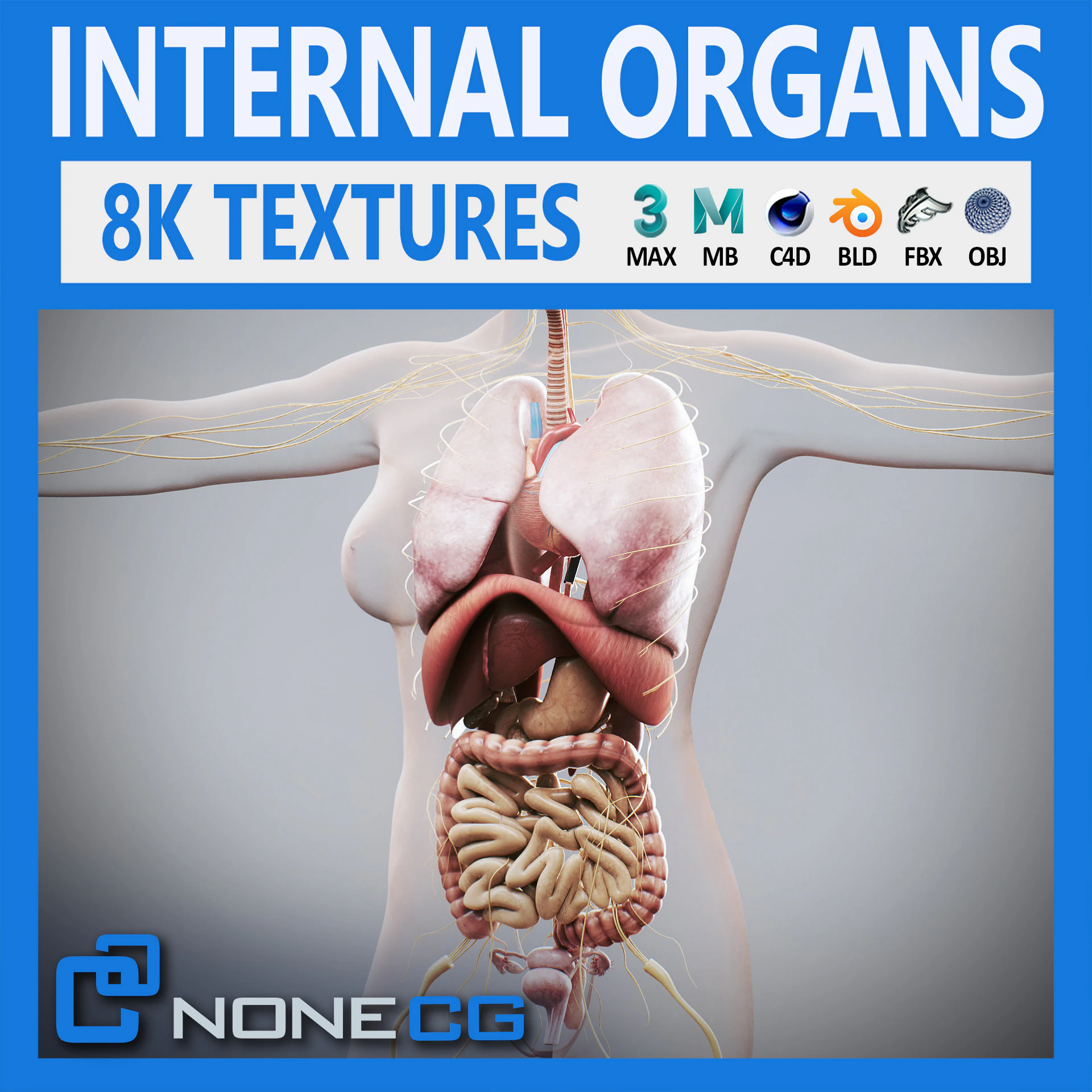 Human Female Internal Organs Anatomy 3D Model .c4d .max .obj .3ds .fbx .stl .blend 