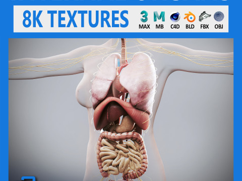 Human Female Internal Organs Anatomy Modelo 3D