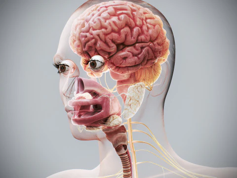 Human Female Internal Organs Anatomy 3D Model